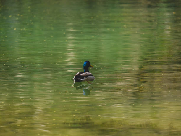 a cute duck in the river