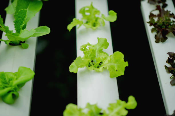 Hydroponic lettuce cultivation, growing vegetables using water, organic farming