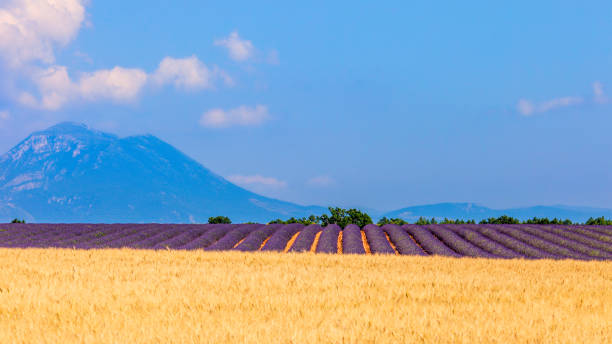 istock Fertile plain of Valensole - France 2204330815