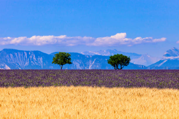 Alternating fields of lavender and cereals in the fertile plain of Valensole, the iconic region of the Provence