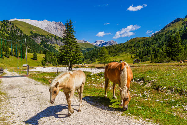 Horses grazing in Val Duron, a beautiful valley in the Dolomites