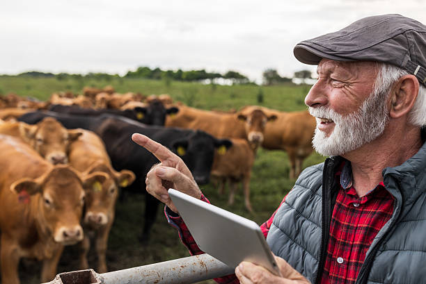 istock Farmer working on tablet on cow farm 2204332396