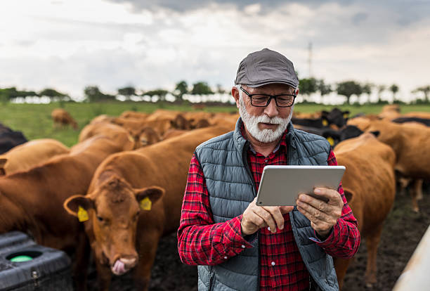 istock Farmer working on tablet on cow farm 2204332435