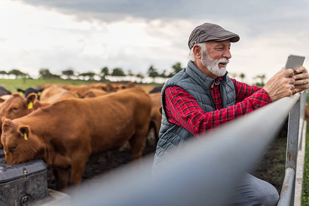 istock Farmer working on tablet on cow farm 2204332441