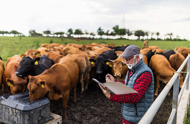 istock Farmer standing in front of cows on meadow 2204332474