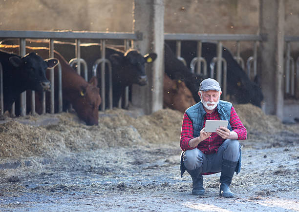 istock Farmer with tablet in front of cows 2204332632