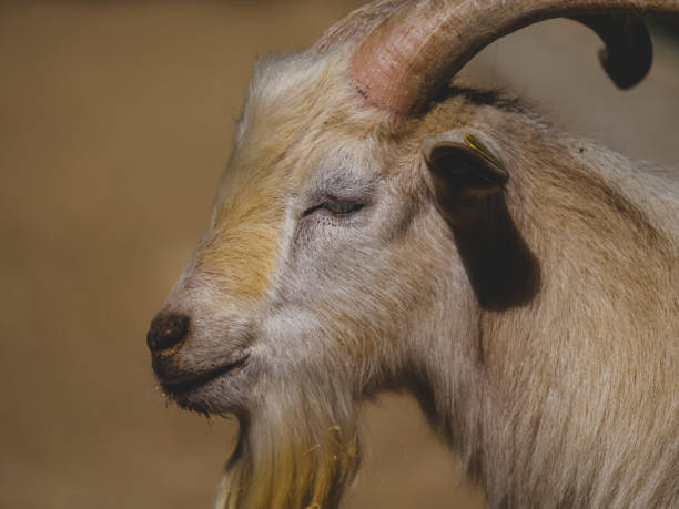 istock a beautiful goat on the farm 2204333314