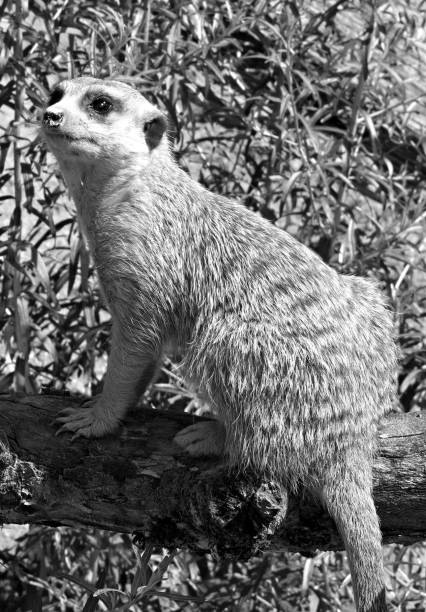 istock Meerkat on a Log in Black and White 2204333840