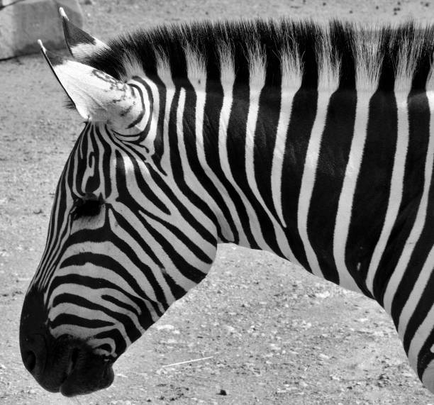 A striking monochrome photograph of a zebra standing amidst dry foliage, its bold stripes blending seamlessly with the intricate patterns of nature. The black-and-white tones emphasize the natural contrast of the zebra's coat, creating a timeless and captivating wildlife portrait. Perfect for themes of wildlife, nature conservation, and safari adventures.
