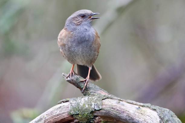 Dunnock (Hedge Sparrow) Portrait