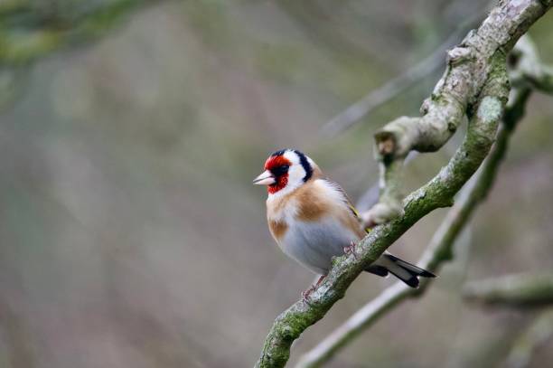 istock goldfinch songbird perched singing on a branch 2204334584