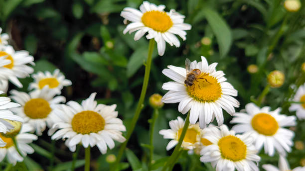 istock blooming daises in the garden 2204335344