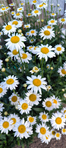 istock blooming daises in the garden 2204335427