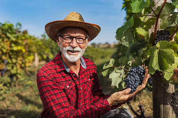 istock Farmer showing ripe grapes in vineyard 2204335717