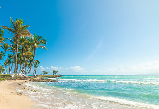 istock Palms by the sea under a shining sun in a tropical beach 2204337251