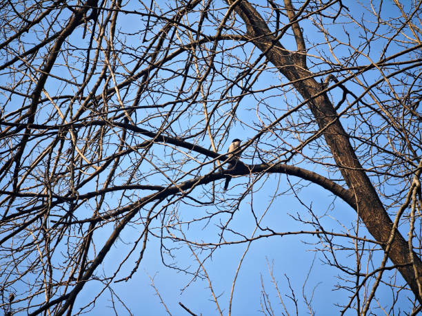 Egyptian goose in a tree in an African Game Sanctuary.