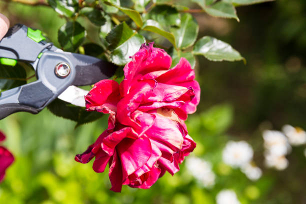 Hand using shears to cut wilted red rose flower, in garden. Authentic scene in spring time