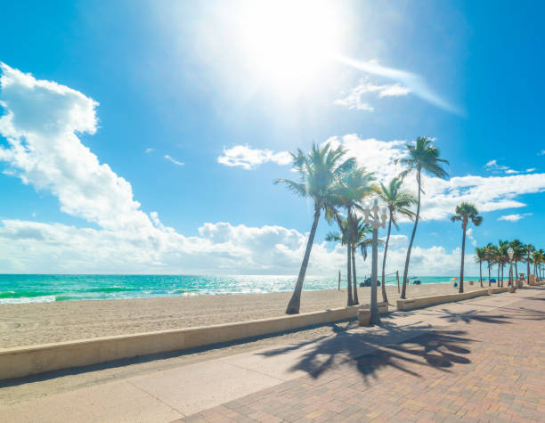 istock Palm trees in Hollywood seafront under a shining sun 2204340299