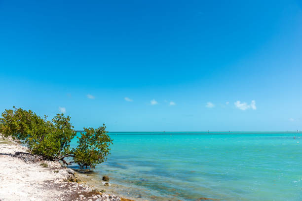 Plants and turquoise water in Florida Keys, USA
