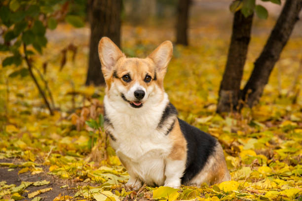 istock Corgi sitting in the autumn park 2204340996