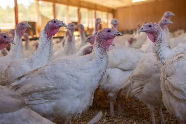 istock Young turkey bird in pen 2204344228