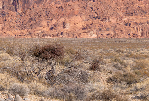 a desert bighron sheep ram in the Valley of aFire state park nevada in winter
