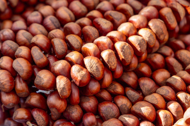Large pile of unprocessed chestnuts with rich brown tones and matte rough patches densely packed together
