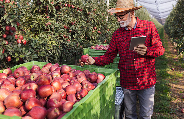 istock Farmer with tablet in apple orchard during harvest 2204345407