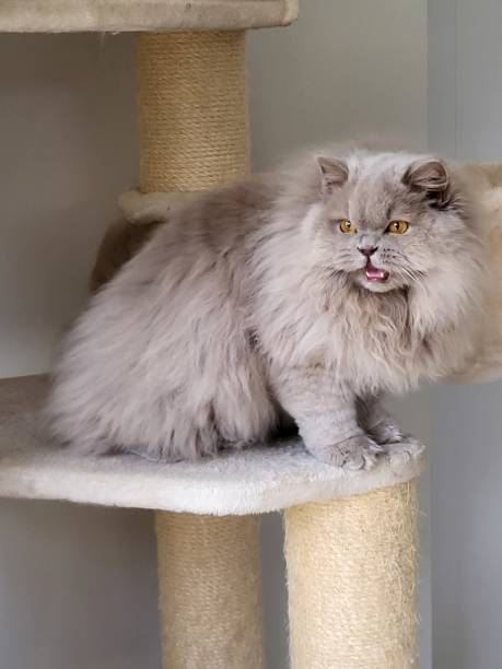istock cat posing british longhair meow 2204346346