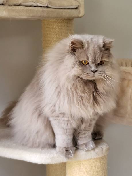 istock cat posing british longhair meow 2204346364