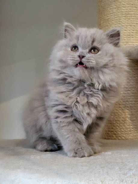istock Kitten posing british longhair meow 2204346391
