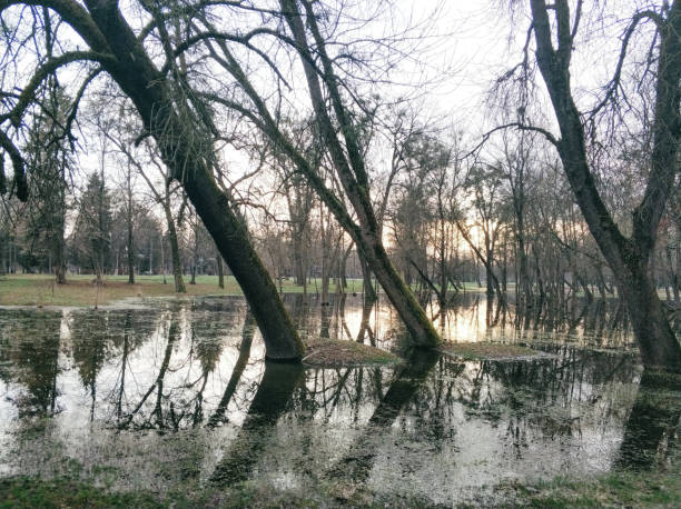 Flooded trees in the park, flood after rain.