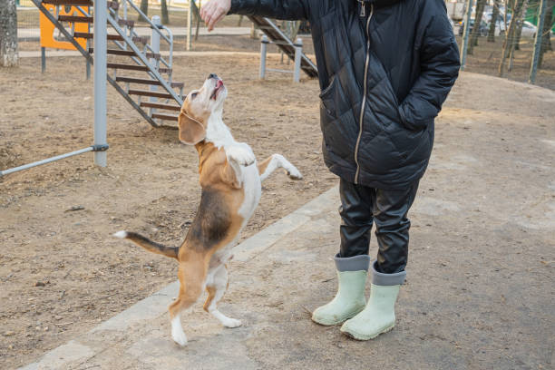 istock A beagle dog stands on its hind legs and asks for a treat 2204347541