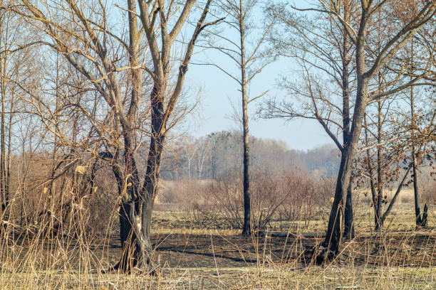 istock Burnt trees in dry forest after wildfire 2204349883