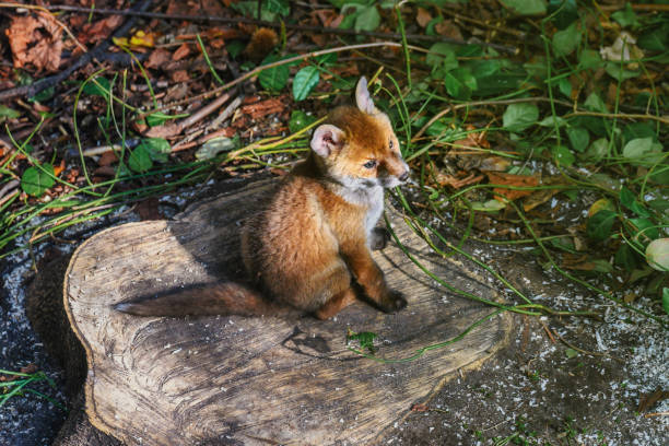 single little fox puppy  sitting on tree stump in garden in berlin in the spring sun