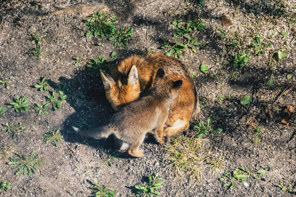 istock mother fox cuddling with puppy in Berlin Garden 2204350109
