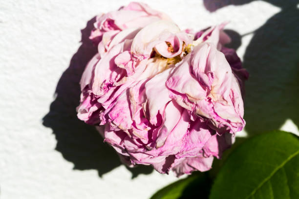 Wilted rose flower in garden need to be cut. Garden hobby. Close up, selective focus.