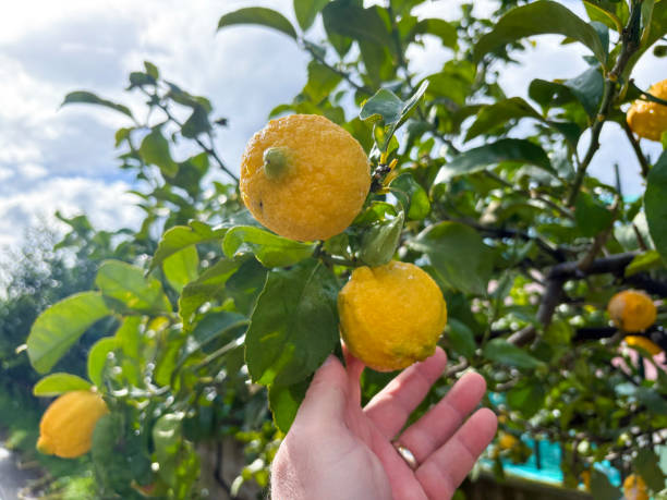 istock yellow lemons from the Amalfi coast 2204350783
