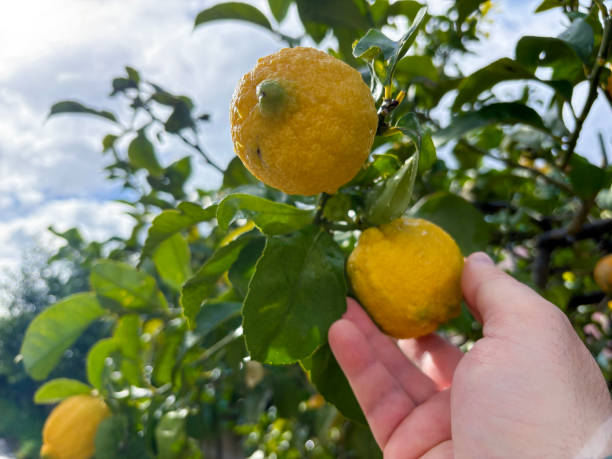 istock yellow lemons from the Amalfi coast 2204350785