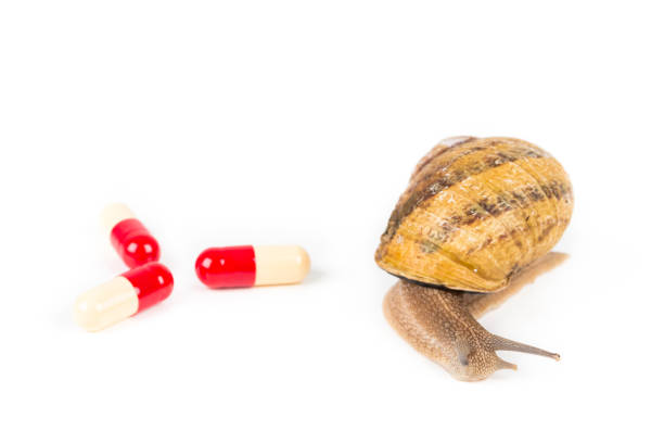 istock Big brown snail alive with pills on white background 2204350827