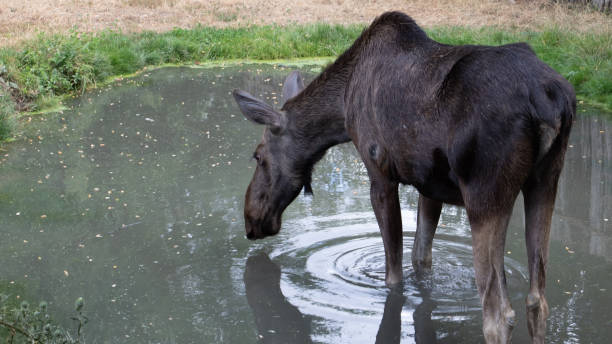 Deer reflection