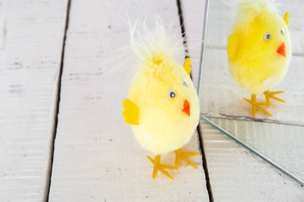 Cute fluffy little chicken looks at itself in the mirror