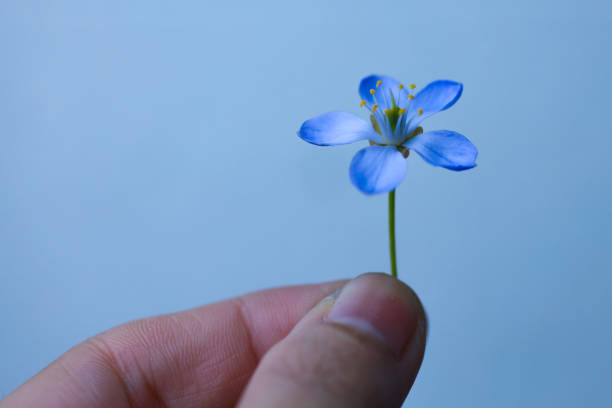 The first blue spring flowers in the hand of a forest woman. Isolated on white