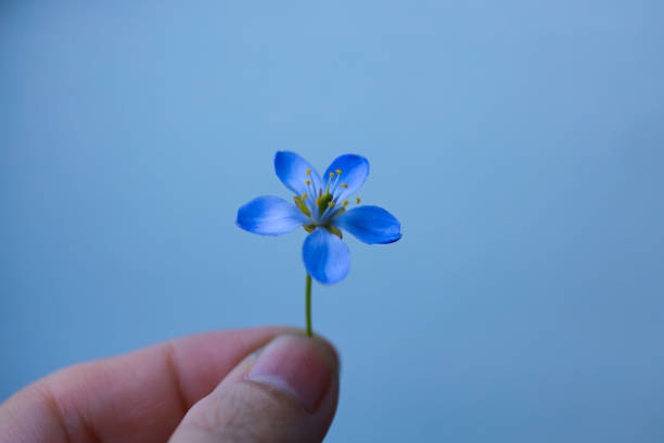 istock Blue jasmine flower is on a woman's hand. 2204354320