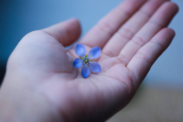 istock Blue jasmine flower is on a woman's hand. 2204354676