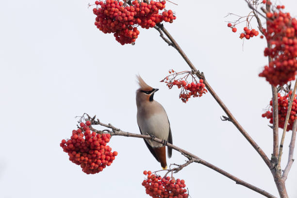 istock Waxwing winter passerine bird feeding on berries close up 2204354815