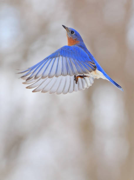 Bluebird flying in the forest on a grey background, Montreal, Canada