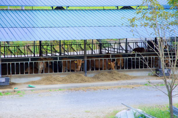 Namwon City, South Korea - October 3, 2021: Hanwoo cattle housed in an open-air barn along the Seomjingang Bike Path, with hay spread out for feeding. Livestock farming remains a key industry in rural Korea.