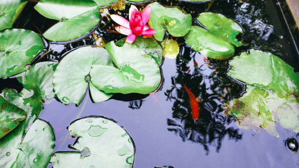 A pond with a white flower and green leaves. The pond is full of water and the flower is floating on top