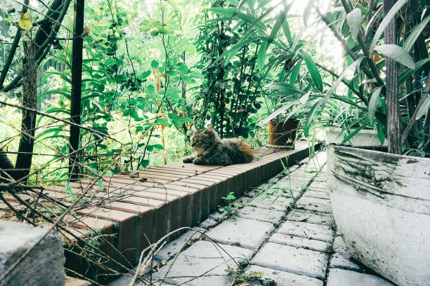 A cat rests peacefully on a brick path surrounded by abundant plants in a garden filled with natural beauty and serenity during midday.